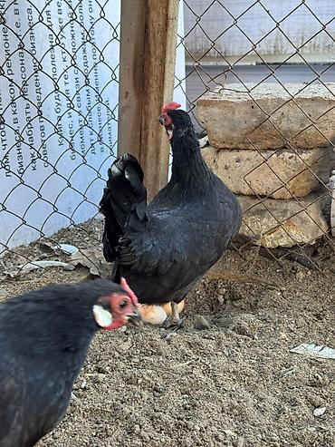 Куры, петухи: Продаю | Петух, Куры at lalafo.kg — 4 Куры, петухи: Продаю | Петух, Куры — 4