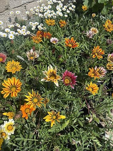 gul toxum satışı: Qırmızı sardunya, papatya və narıncı-akçaçiçək (tagetes) fidanları - — 8
