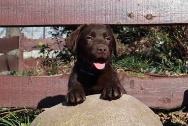 Psi: Izuzetna cokoladna štenad Labrador retrivera oštenjena 26. novembra