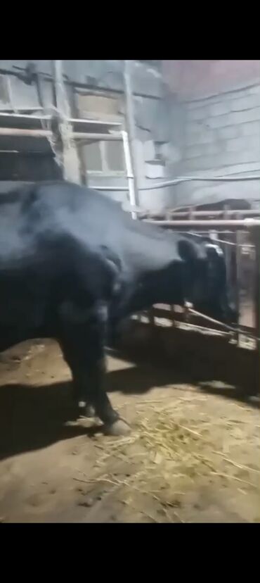 Inəklər, öküzlər: Erkək, il: 3, 900 kq, Ətlik — 7