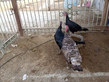 Hinduşka: Hind quşları – qara və boz rəngli - Şəkillərdə görünən sağlam hind -da lalafo.az — 7 Hinduşka: Hind quşları – qara və boz rəngli - Şəkillərdə görünən sağlam hind — 7