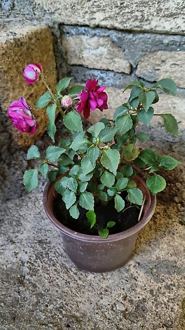 pelarqoniya bitkisi: Saksıda “Impatiens” (balzam/yenibahar) dekorativ çiçək bitkisi - Növ — 9