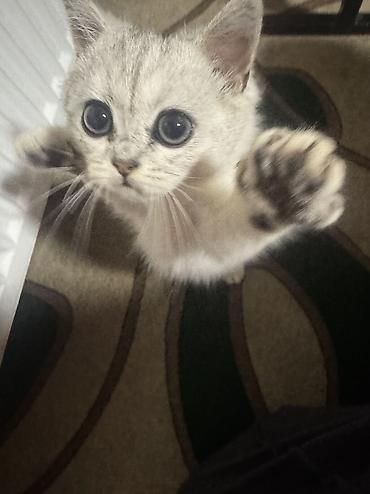 Продажа кошек: Скотиш Страйт (Шотландская прямоухая), 3 месяца, Мальчик, Серебристая шиншилла, Приучена к лотку — 10