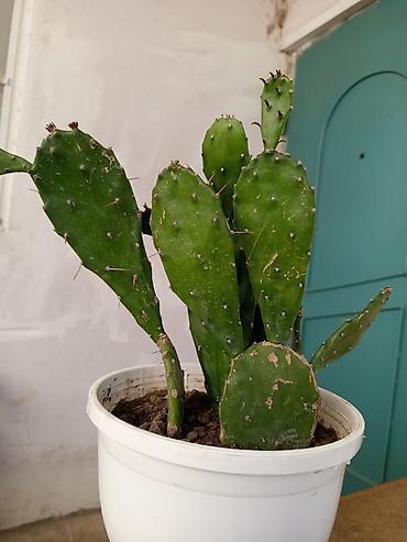 купить кактус: Opuntia (tikanlı armud) kaktusu – saksıda dibcekle birge 12 dibceksiz — 2