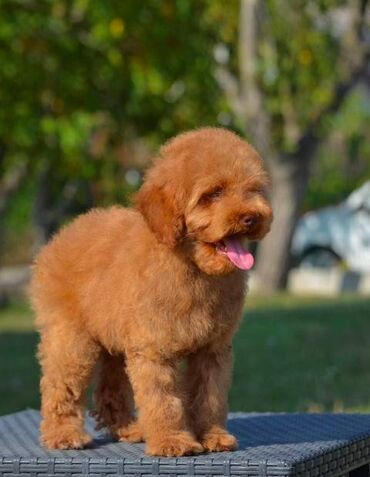 Psi: Patuljasta pudla, muški štenci Odgajivačnica "Team AS Trajkovic" u — 15