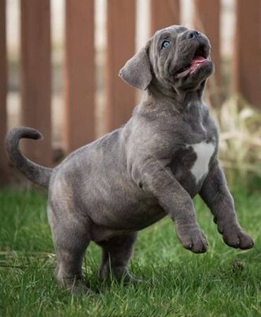 Psi: Ako tražite vernog člana porodice, obratite se nama i postanite — 6