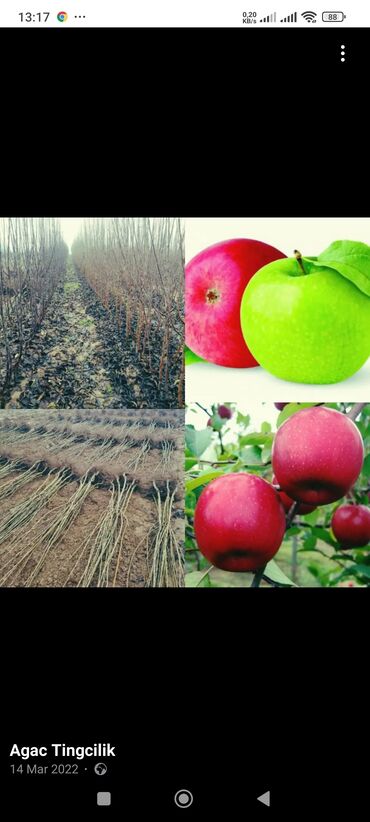 Ağaclar: Yalnız bizim təsərfatimizda bölgələrə uyğun olaraq ağacların kok — 3