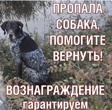 Другие услуги: Г.Кара-Балта в районе нижнего рынка потерялась собака породы курцхаар