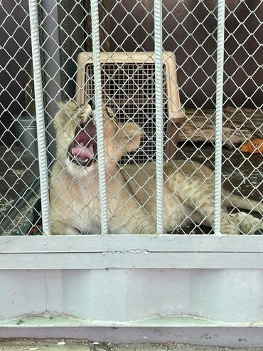 Услуги ветеринара: Ветеринардык врач …! Ветеринарный врач …! Узи🐄🐎🐑🐐🐕🐈 Бодо малга — 6