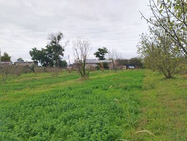 Torpaq sahələrinin satışı: 130 sot, Tikinti, Kupça (Çıxarış) — 25