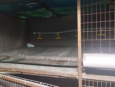 Товары и оборудование для с/х животных: Трëхярусная клетка для содержания перепёлок/цыплят - Конструкция — 4