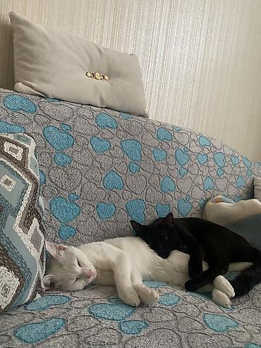 Pişiklər: Dişi, Erkək, Ünvandan götürmə — 16