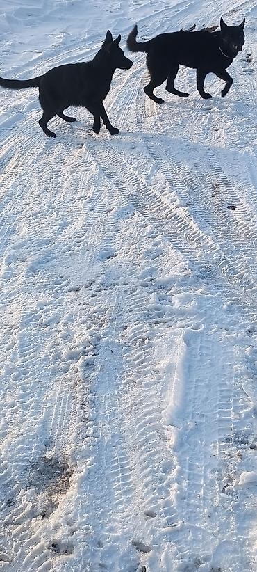 Продажа собак: Восточноевропейская овчарка, 10 месяцев, Самец, С родословной — 1