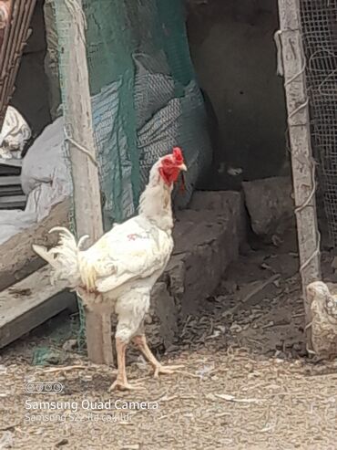 cücə və xoruz təmsil: Xoruz, il: 1, Ünvandan götürmə