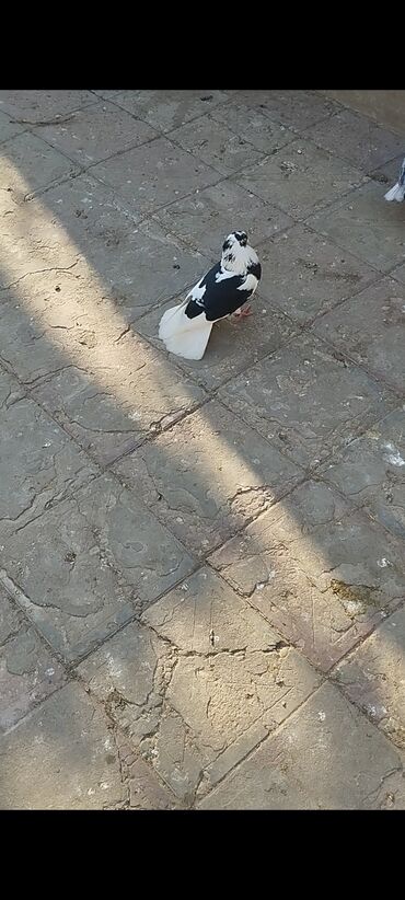 goyercin sekilleri: Salam.Ağ quyruq erkək 16 tük.Tam sağlamdir.Yaxşi uçuşuda var