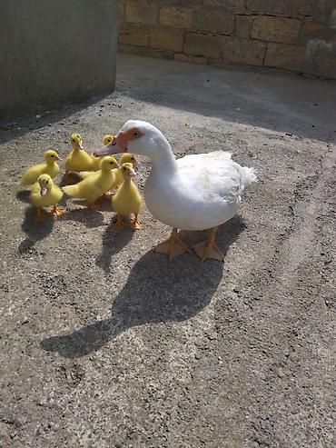 ördekler: Dişi, | Lal ördək, Damazlıq, Ünvandan götürmə — 1