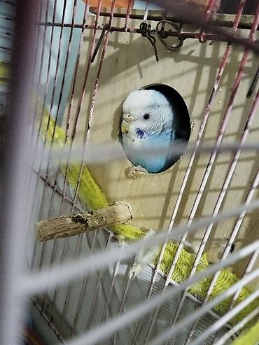 Tutuquşları: Bir Cüt Qəfəslə Birlikdə Hazır Maya Papuqay Satılır Dişi Quş Hal — 7