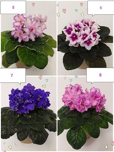 Фиалкалар жана глоксиниялар: День учителя уже близко!!! 🩷💜💚 Не знаете, что подарить учителю? — 2