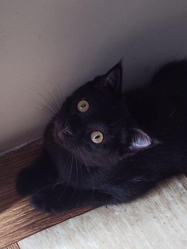 кошки даром ош: 3 месяца, Мальчик, Черный, Приучена к лотку, Метис, Проглистована — 2