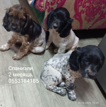 акустические системы triangle elara колонка в виде собак: Щенки спаниеля, возраст — 2 месяца. - Порода: спаниель (длинные уши