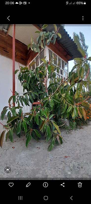 цветок фикус: Фикус в кадках (Ficus elastica, каучуконосный) - Крупные взрослые — 3