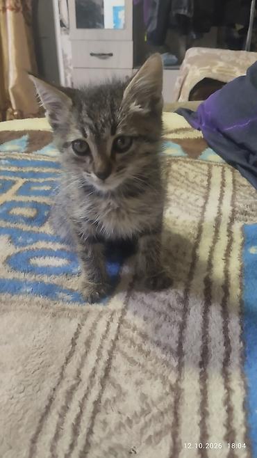 котята простые: 1 месяц, Мальчик, Приучена к лотку — 4