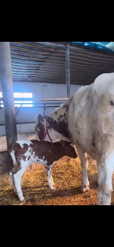 Inəklər, öküzlər: Südlük inək və buzov - Cins: alaca (şəkillərdə qırmızı-alaca rəngli) — 6