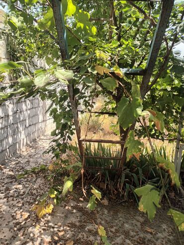 Otaqların satışı: Naxcvan qaracuq qesebesi mecidin yanda duz asfaltin qiraqnda 17sotda — 11