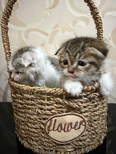 цена вислоухих котят: Шотландские вислоухие котята (Scottish Fold) Очаровательные — 4