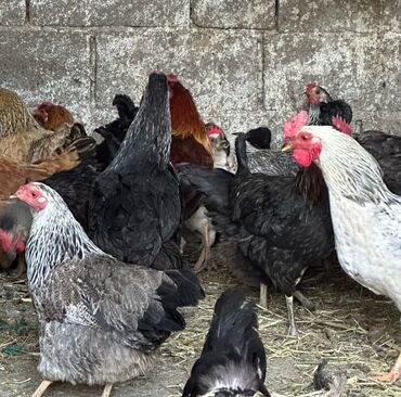 Продам с/х животных: Продаю | Куры, Петух | Домашняя | На забой, Для разведения, Несушки