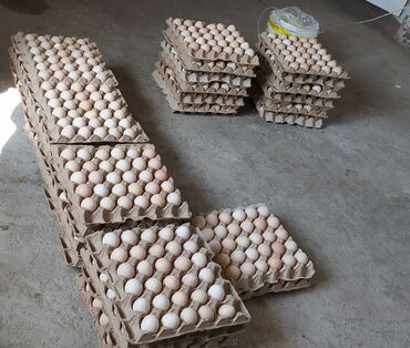 страусиное яйцо цена: Продаю яйцо