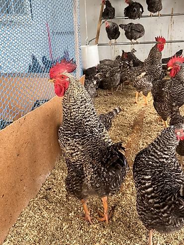 Toyuqlar: Toyuq, Damazlıq, Ödənişli çatdırılma — 10