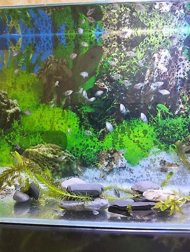neon balığı: Dördbucaq akvarium, Balıqlarla birlikdə, 35 l — 4