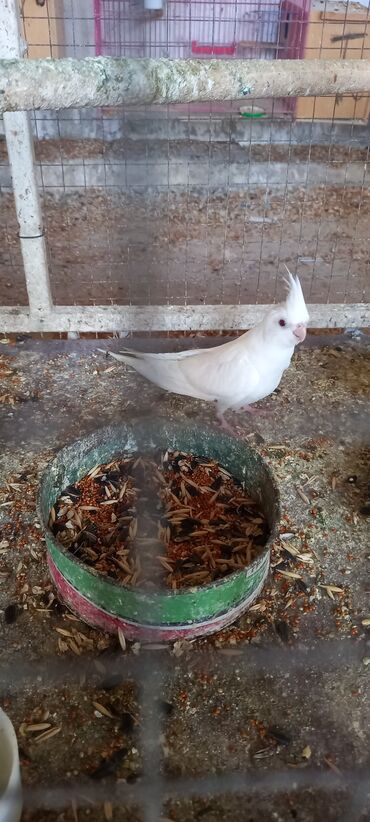 Tutuquşları: Yeni dene dusmus ve boyuk quslar var 65 manat cox goturen olsa endirim — 6