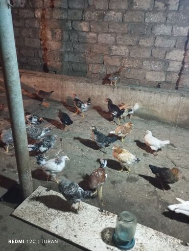 купить котенка в баку: Yemləmə yerləri ilə təmin edilib. - Yumurtalıq və ətlik məqsəd uyğun