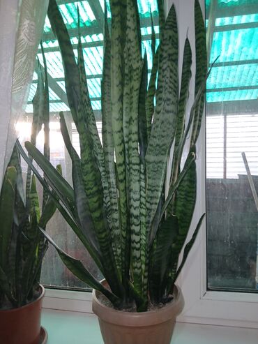 Драцены и Сансевиерии: Большой выбор сансевери — 1