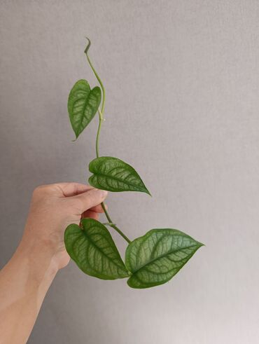 Эпипремнумы и сциндапсусы: Продаю. детки, черенки комнатных растений по 100 сом. Сциндапсус-пакет — 1