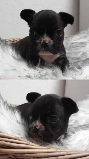 Psi: Francuski buldog štenci egzotičnih boja veseli umiljati, stručno — 8