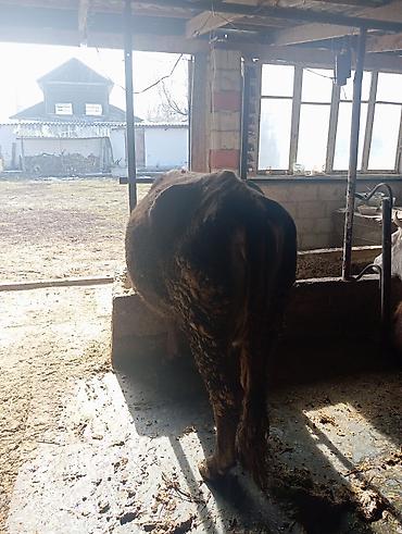 Коровы, быки: Продаю | Корова (самка) | Для молока | Привязанные — 9