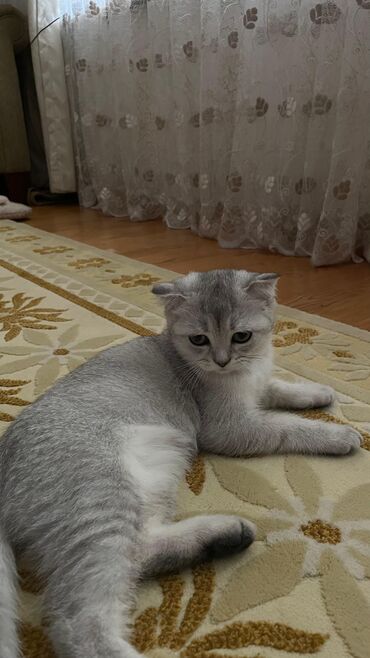 Pişiklər: Şotland yastı qulaq, Dişi, Yaxşı əllərə, Ödənişli çatdırılma — 22