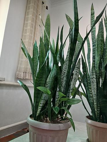 Драцены и Сансевиерии: Большой выбор Сансиеверии at lalafo.kg — 4 Драцены и Сансевиерии: Большой выбор Сансиеверии — 4