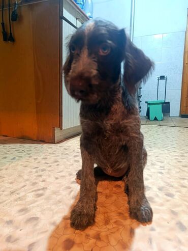 Собаки: Продается щенок пароды дратхаар 2 месяца