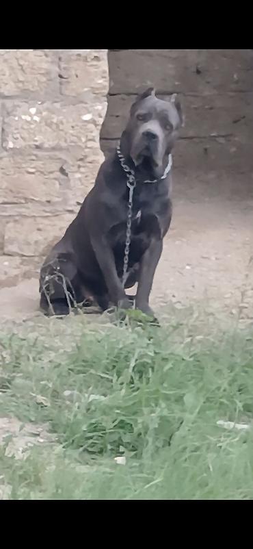 Kane-Korso, Erkək lalafo.az -da Kane-Korso, Erkək