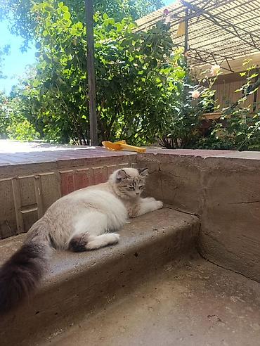 сливы пантеры с коттеджа: Котята от домашней кошки с пушистым хвостом и светлым окраcом (по типу — 2