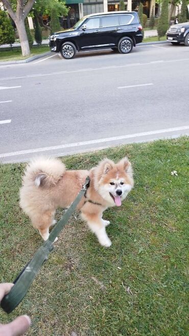 afçarka iti: Akita-inu, 5 ay, Erkek, Peyvəndli, Ünvandan götürmə