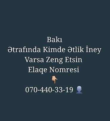 iney sagan: Bakı ərazisində ətlik inək axtarışı. Ətrafda ət istiqamətli inəyi — 1