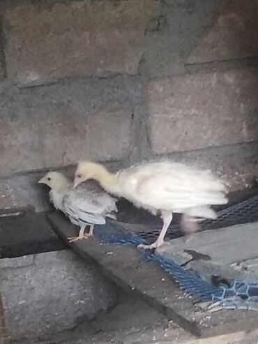 ağ it: Salam aleykum. Satışda bir cüt tovuzquşu cücəsi var. biri iyunun 18