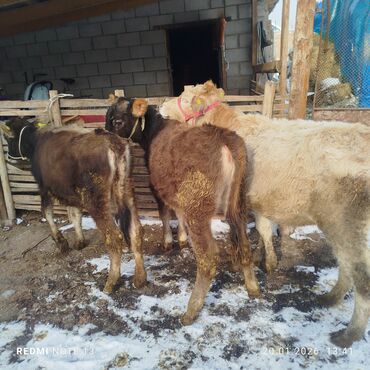 Коровы, быки: Продаю | Тёлка | На откорм | Привязанные — 11