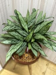 Gübrələr: Vatsapp mövcuddur!. Çatdırılma metrolara, Şamaxinkaya mövcuddur və