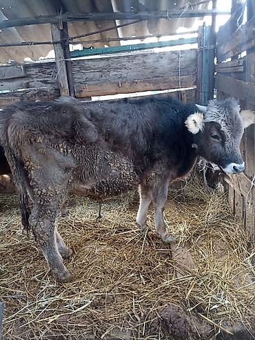 Коровы, быки: Продаю | Бык (самец) | На откорм | Привязанные — 12